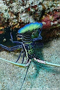 Panulirus versicolor-Tanjung husi 1-4m-20241003-da-DSC_2515_tn
